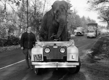 An elephant sitting in a small car